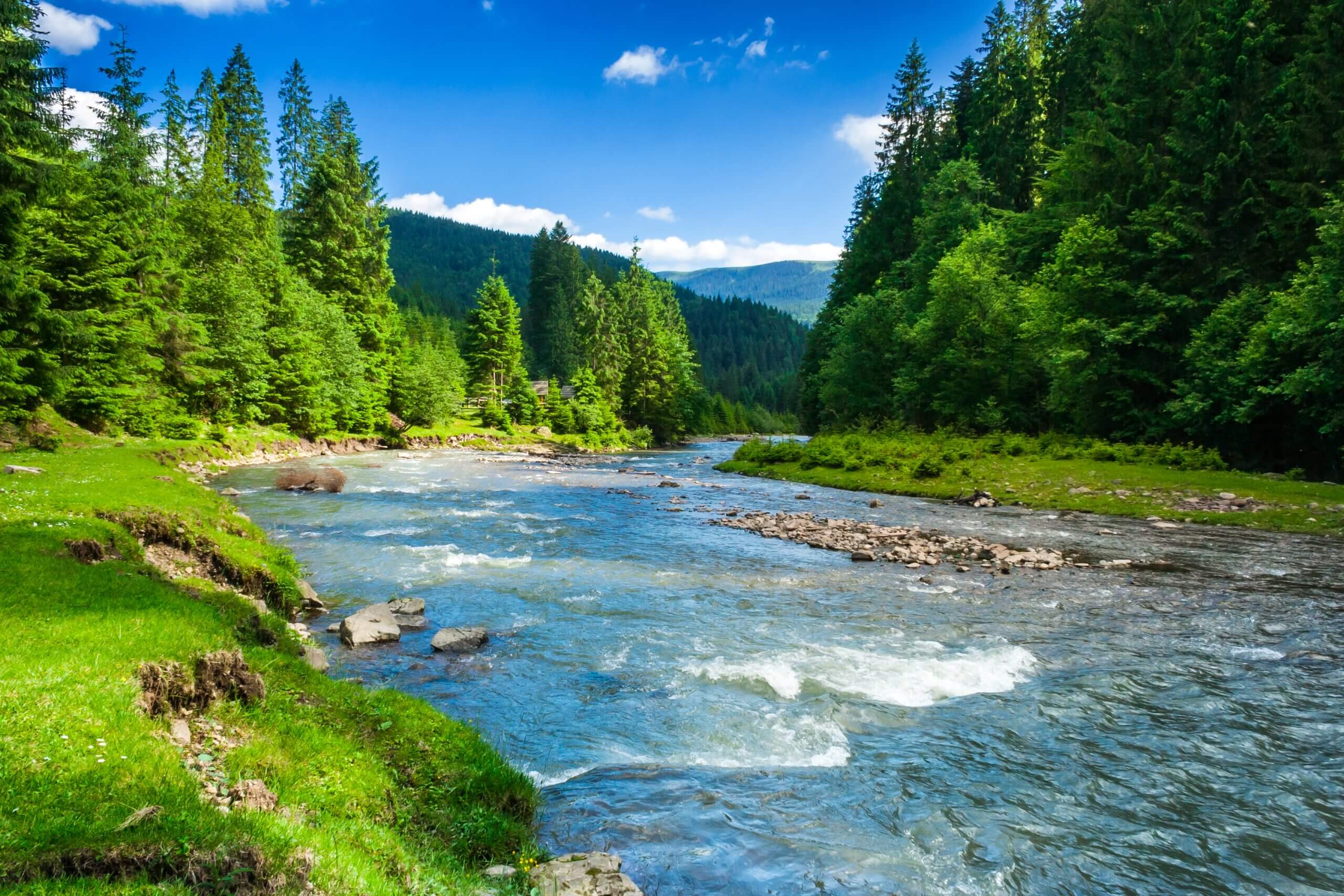 Flowing river through lush green forest under a bright blue sky.
